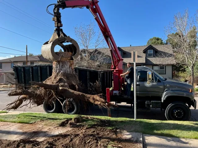 Landscape after professional service