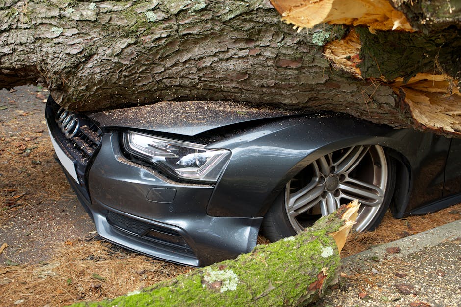 Emergency tree service Colorado Springs