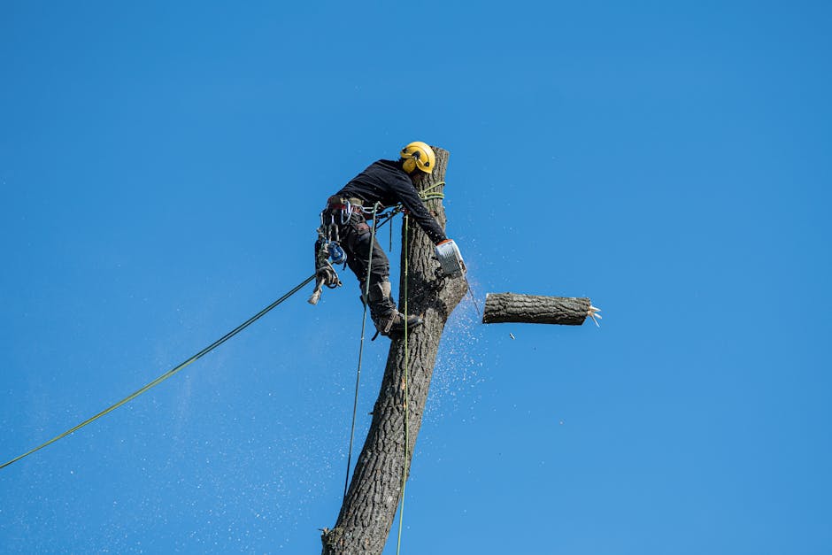 Safe tree removal service Colorado Springs