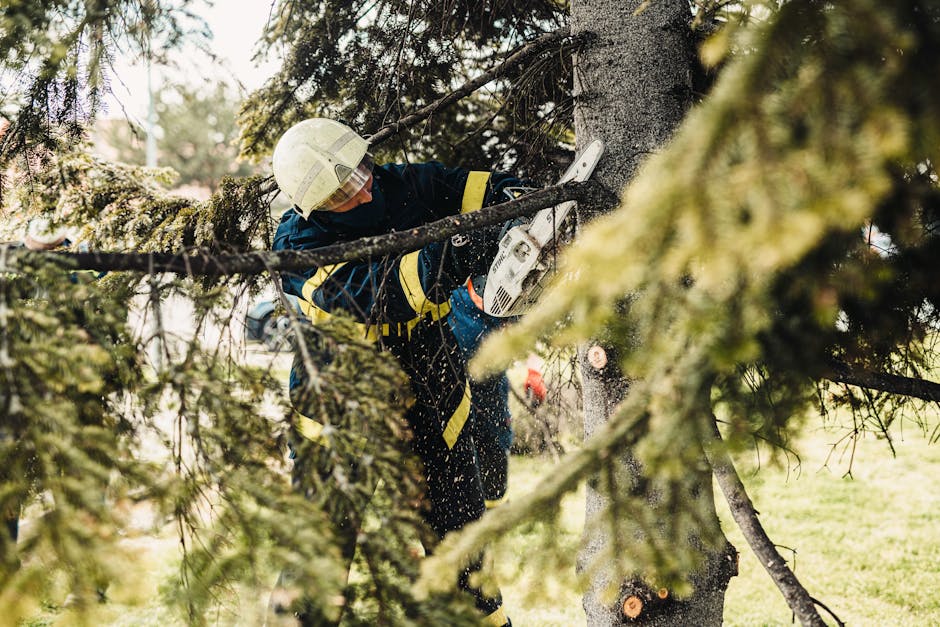 Professional tree trimming service in Colorado Springs